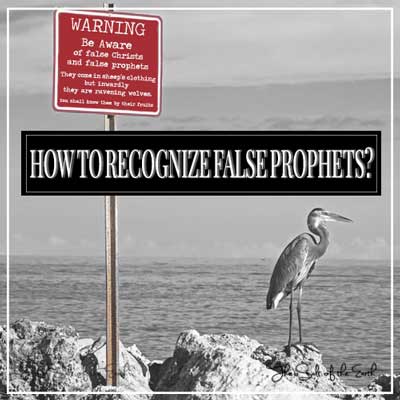 image heron on rocks looking at ocean with blog title how to recognize false prophets