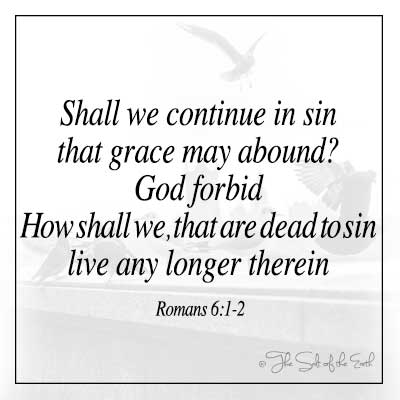 image birds and bible verse romans 6-1-2 shall we continue in sin that grace may abound god forbid how shall we that are dead to sin live any longer therein